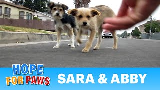 Dog rescue Sara amp Abby Please share and help us find them a loving forever home [upl. by Enybor581]