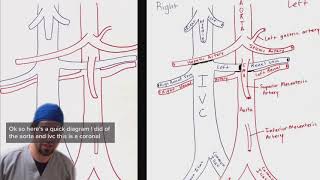 Aorta and IVC breakdown for ultrasound [upl. by Beryle]