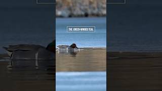 GreenWinged Teal facts duckhunting hunting [upl. by Petta]