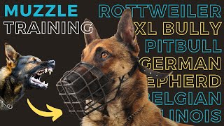 Expert Tips on How to Muzzle Train Your Dog for Safety and Comfort 🐾  Best Muzzles Recommended [upl. by Taimi]