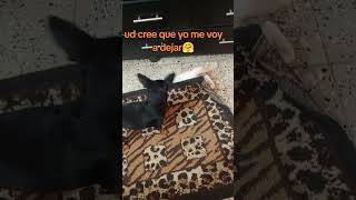 reel cat michi gatos elenabr michistiernos pets mascotas soncomoniños vidamia tiktok [upl. by Doty]