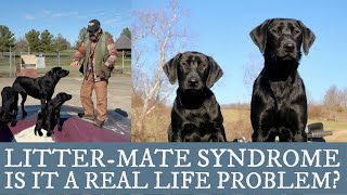 Labrador Retriever Training  An Overview of Littermate Syndrome [upl. by Helse911]