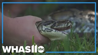 Invasive Burmese pythons wreaking havoc in Florida [upl. by Aaron]