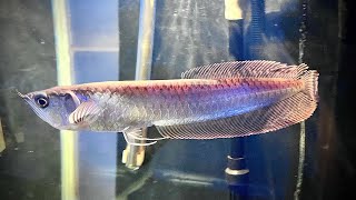 🛑 LIVE 🛑 AROWANA IS BACK LIVE STREAMING 🛑 [upl. by Crotty455]