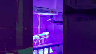 Phototherapy in Action phototherapy newborncare clinicalcareinsights jaundicetreatment [upl. by Jo Ann]