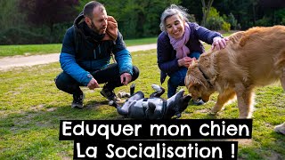 Eduquer mon chien  La Socialisation  🐶 [upl. by Sivahc]