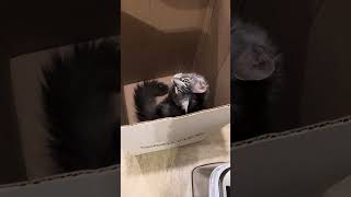 Two hilarious coon kittens found in a box crazycoons shorts funny cat [upl. by Hertzfeld214]