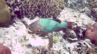 Rainbow ParrotFish Munching on Coral [upl. by Noived]