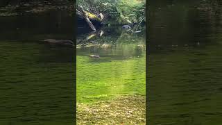 Beaver in the pond nature walkingtour wildernessexperience [upl. by Nosnev]