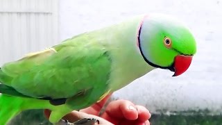 Indian Ringneck Parrot talking and whistling cute bird [upl. by Gustafson]