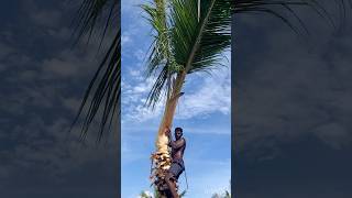 Tree cutting channel  Aravind Kanyakumari 8248851253 [upl. by Kinom174]