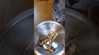 cat tasted the stinkiest fish snack 😹🐠 cat catlover funnycats [upl. by Ramuk643]