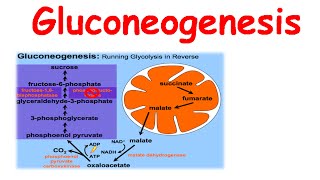 Gluconeogenesis [upl. by Ekihc809]