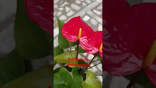 Anthurium andraeanum [upl. by Rabaj]