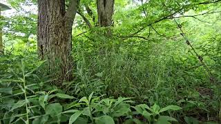 Shade Loving Bottlebrush Grass [upl. by Balthazar]