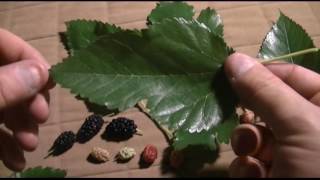 Mulberry Identification [upl. by Aronow]