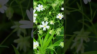 Chickweed Tiny Marvel of Nature shorts whiteflowers flowers PlantsWorld [upl. by Ensign623]