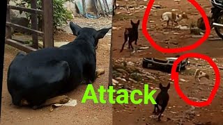 Doberman Attacks street Dog Doberman Pinscher Speed and Aggressive [upl. by Ahseram]