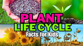 Plant Life Cycle Facts For Kids [upl. by Hunger273]