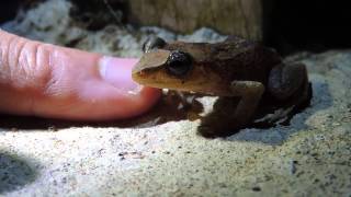 Coquí Común Eleutherodactylus coqui [upl. by Ilaw334]