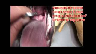 Cough and swollen tonsils in dogs [upl. by Tench]