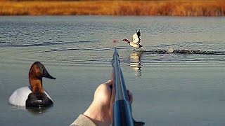 Hunting CANVASBACKS with a 28 GAUGE Limited Out  Solo Afternoon Duck Hunting Remastered [upl. by Ennairac]