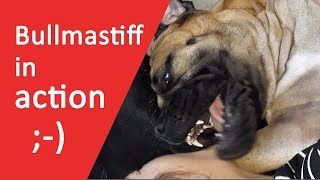 ❤ Bullmastiff in action ❤ [upl. by Einapets]