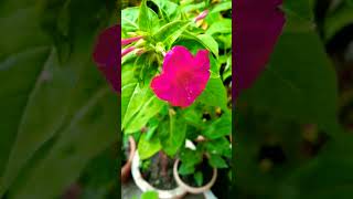 Merables jalapa flowering plants ki jankari youtubeshorts flowers [upl. by Seavey236]