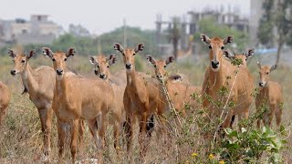 nilgai family 💖 💓 । नीलगाय।। [upl. by Greerson476]