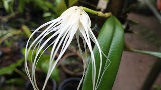 Bulbophyllum Medusea Orchid Plant Bulbophyllum medusae [upl. by Saul]