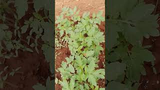 effect of dormancy in tomato seeds during germinationambagrictv [upl. by Ativet]