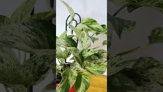 Marble queen pothos shortvideo shorts marblequeenpothos [upl. by Calesta]