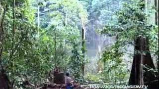 Forest destruction and wildlife in Kalimantan  Karmavision [upl. by Ezzo973]