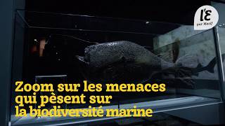 Reportage Océans  Menaces sur la biodiversité [upl. by Eirameinna]