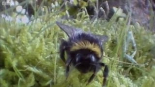 Clever Queen Bumble Bees  Life In The Undergrowth  BBC Earth [upl. by Meer]