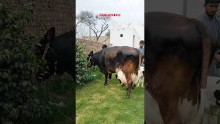 jarsi chulstani cross cow for sale11032024 apnapunjabtv [upl. by Koy629]