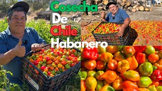 Nos Salió Una Buena Cosecha De Chile Habanero [upl. by Ihpen]