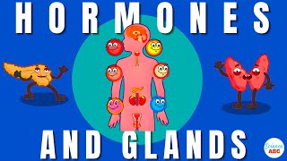 Endocrine System Glands and Hormones [upl. by Loydie739]