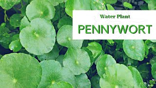 Aquatic Plant  Pennywort • Hydrocotyle [upl. by Noj]