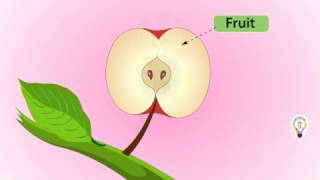 Fruits and seed Formation of a Pollinated plant  Full explanation For kids [upl. by Hedwig218]