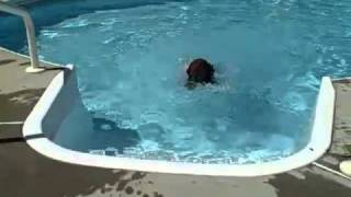 Chocolate Lab checks out the swimming pool [upl. by Magulac]