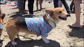 Dogs 101 Pembroke Welsh Corgi [upl. by Sanders]