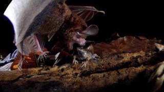 Frogeating Bats Smithsonian Scientist Rachel Page [upl. by Glenden]