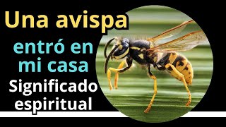 Avispas significado espiritual si una avispa entró en tu casa tiene un mensaje para ti [upl. by Moises420]