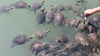 Turtle beach boat trip from dalyan  mud bath in dalyan and Koycegiz Lake dalyan turkey [upl. by Henden]