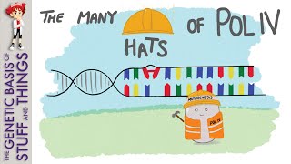 Discovering mutagenic DNA polymerase IV in E coli [upl. by Llenehc246]