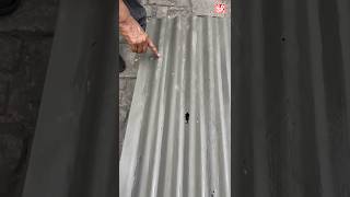 First Ever Waterproofing Solution for Tin Sheds 😱😱 construction waterproofing [upl. by Iren726]