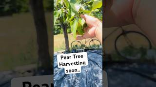 Pear Tree Fruit Harvesting Soon [upl. by Noonberg746]