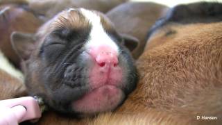 Boxers TwoDayOld Puppies in HD [upl. by Nal]