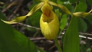 Yellow Ladys Slipper Orchid Cypripedium parviflorum [upl. by Wera]